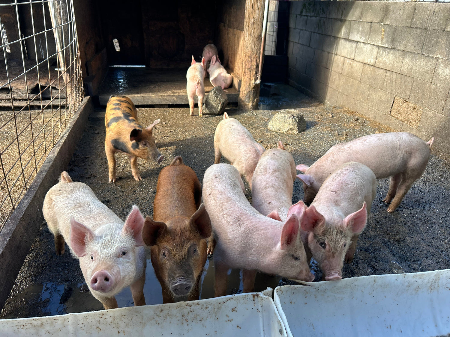 Hogs and Pork