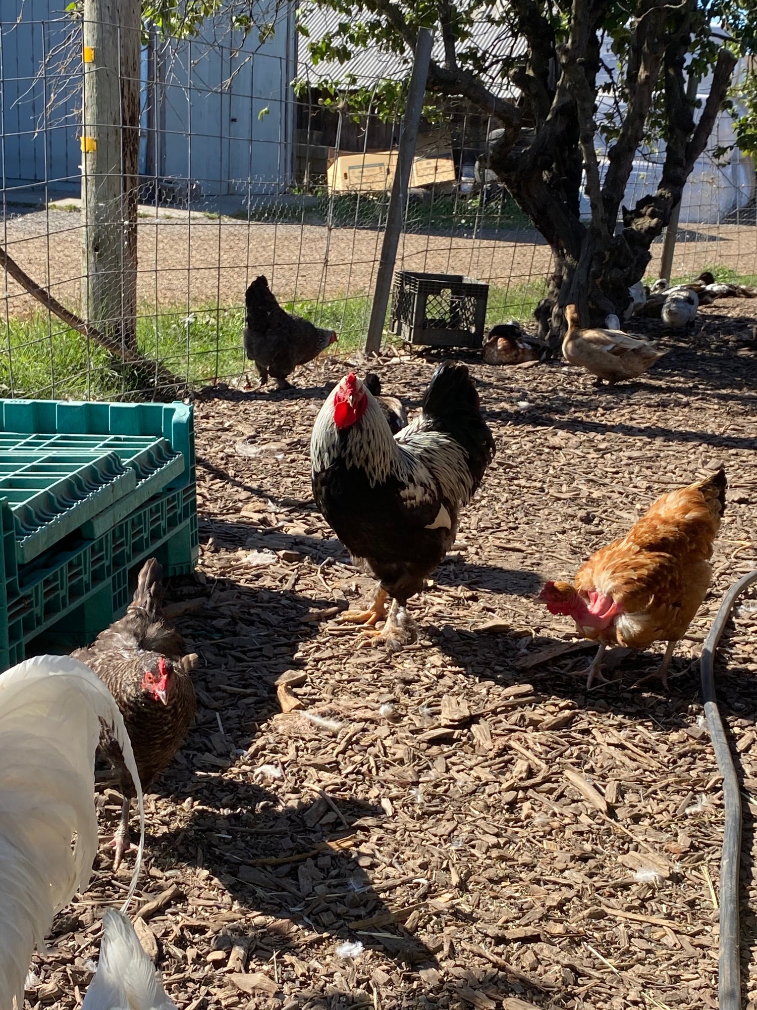 Eggs and Poultry